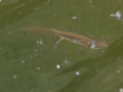 Lissotriton vulgaris