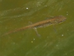Lissotriton vulgaris