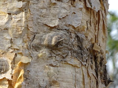 Senegalia polyacantha