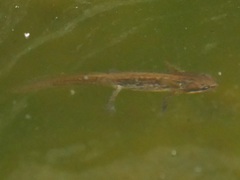 Lissotriton vulgaris