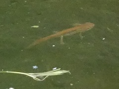 Lissotriton vulgaris