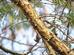 Senegalia polyacantha