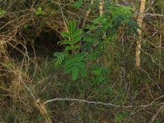 Senegalia polyacantha