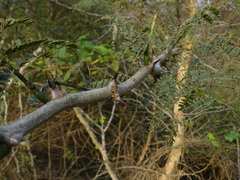Senegalia polyacantha