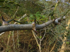 Senegalia polyacantha