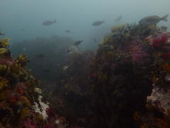 Chrysoblephus gibbiceps