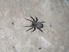 Alopecosa inquilina