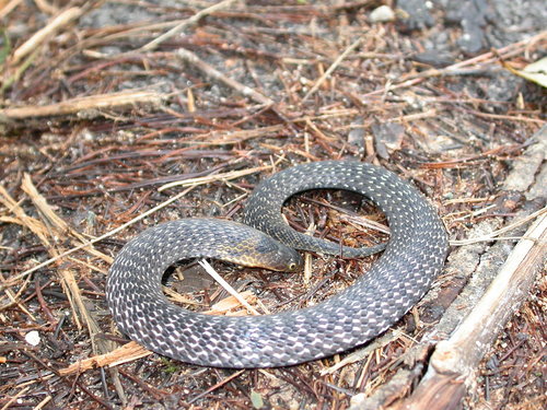 Photo of a Assam Mountain Snake (Plagiopholis nuchalis)
