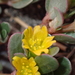 Common Purslane - Photo (c) Pierre Corbrion, some rights reserved (CC BY-NC-SA), uploaded by Pierre Corbrion