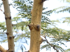 Senegalia polyacantha