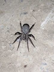 Alopecosa inquilina