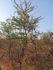 Vachellia robusta robusta