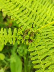 Chirosia grossicauda