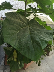 Paulownia tomentosa