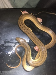 Thamnophis validus isabellae
