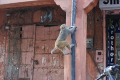 Macaca mulatta