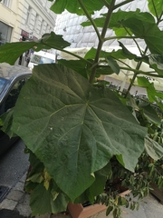 Paulownia tomentosa