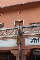 Macaca mulatta