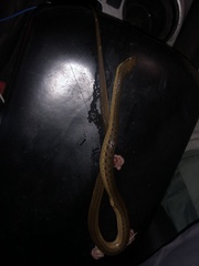 Thamnophis validus isabellae