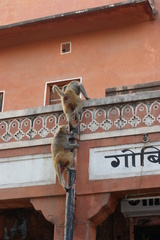 Macaca mulatta