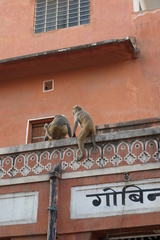 Macaca mulatta