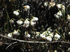Erica tegetiformis