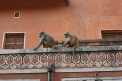 Macaca mulatta