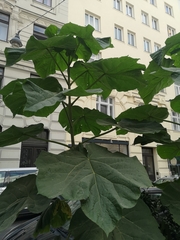 Paulownia tomentosa