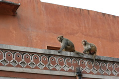Macaca mulatta