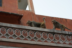 Macaca mulatta