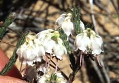 Erica tegetiformis