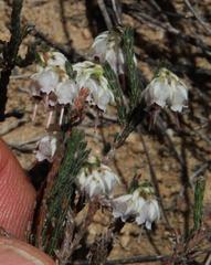 Erica tegetiformis
