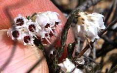 Erica tegetiformis