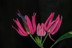 Magnoliopsida