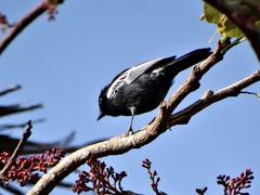 Melaniparus niger niger