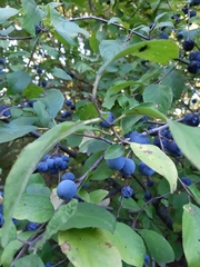 Prunus spinosa dasyphylla