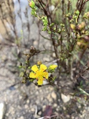 Hypericum sphaerocarpum