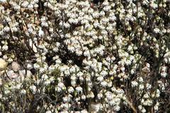 Erica tegetiformis