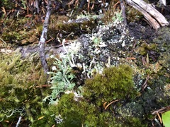 Cladonia subulata