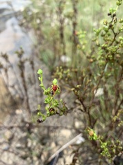 Hypericum sphaerocarpum