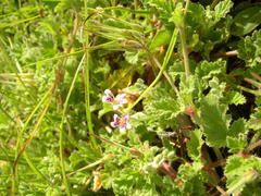Pelargonium althaeoides