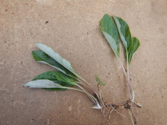 Endocellion sibiricum
