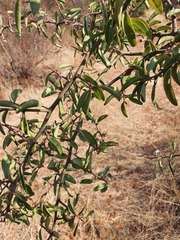 Ximenia americana microphylla