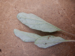 Endocellion sibiricum