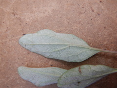 Endocellion sibiricum