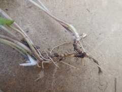 Endocellion sibiricum