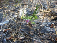Pelargonium althaeoides