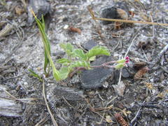 Pelargonium althaeoides