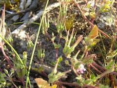 Pelargonium althaeoides