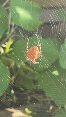 Araneus diadematus